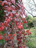 Grape ornamental autumn colour 
